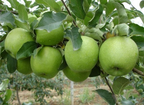 تصویر 3 از خرید و قیمت سیب سبز لبنانی + فروش صادراتی
